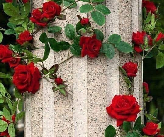 Η Ζωή ως Τριαντάφυλλο