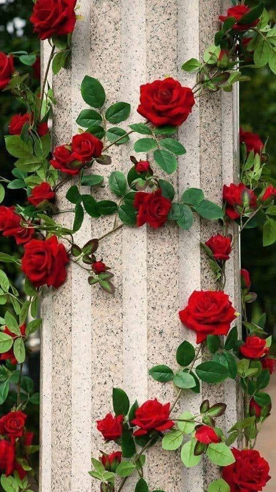 Η Ζωή ως Τριαντάφυλλο